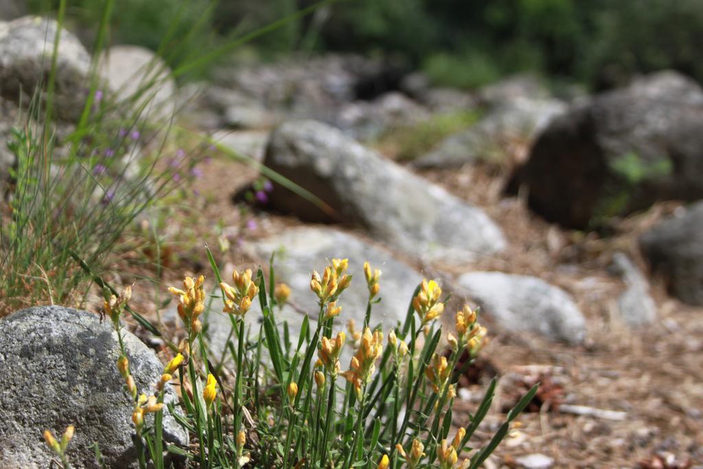 בלי איסקור The Stone Villa מראה חיצוני תמונה